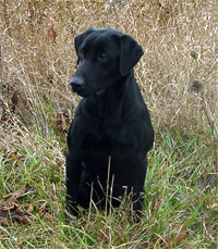 Black labs, Chocolate labs, Field labs, Field champions, Field Trials, Field Trails, Southland studs, Lab studs, Yellow Labs, Red Labs, Fox Red Labs, Brown Labs, Chocolate Labs, Hunt tests, Hunting labs, Agility labs