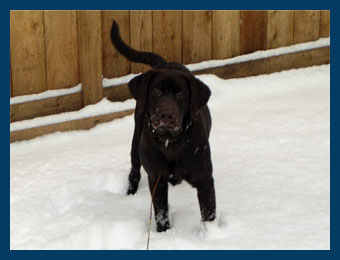 Black labs, Chocolate labs, Field labs, Field champions, Field Trials, Field Trails, Southland studs, Lab studs, Yellow Labs, Red Labs, Fox Red Labs, Brown Labs, Chocolate Labs, Hunt tests, Hunting labs, Agility labs