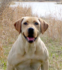 Black labs, Chocolate labs, Field labs, Field champions, Field Trials, Field Trails, Southland studs, Lab studs, Yellow Labs, Red Labs, Fox Red Labs, Brown Labs, Chocolate Labs, Hunt tests, Hunting labs, Agility labs