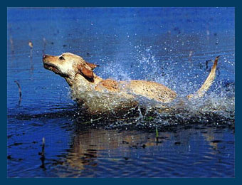 Black labs, Chocolate labs, Field labs, Field champions, Field Trials, Field Trails, Southland studs, Lab studs, Yellow Labs, Red Labs, Fox Red Labs, Brown Labs, Chocolate Labs, Hunt tests, Hunting labs, Agility labs