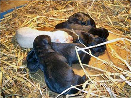 Black labs, Chocolate labs, Field labs, Field champions, Field Trials, Field Trails, Southland studs, Lab studs, Yellow Labs, Red Labs, Fox Red Labs, Brown Labs, Chocolate Labs, Hunt tests, Hunting labs, Agility labs