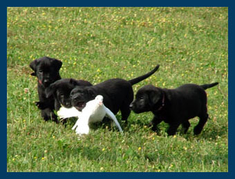 Black labs, Chocolate labs, Field labs, Field champions, Field Trials, Field Trails, Southland studs, Lab studs, Yellow Labs, Red Labs, Fox Red Labs, Brown Labs, Chocolate Labs, Hunt tests, Hunting labs, Agility labs